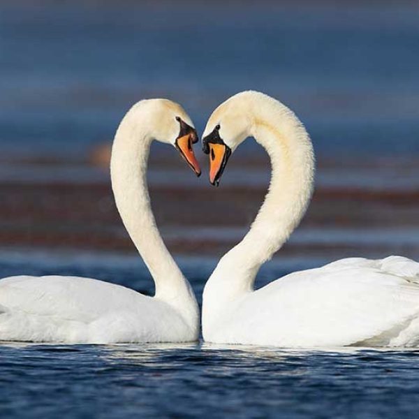 mute-swans-heart