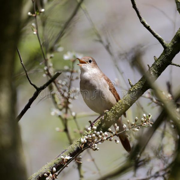 nightingale-luscinia-megarhynchos-single-bird-singing-tree-lincolnshire-april-36653993